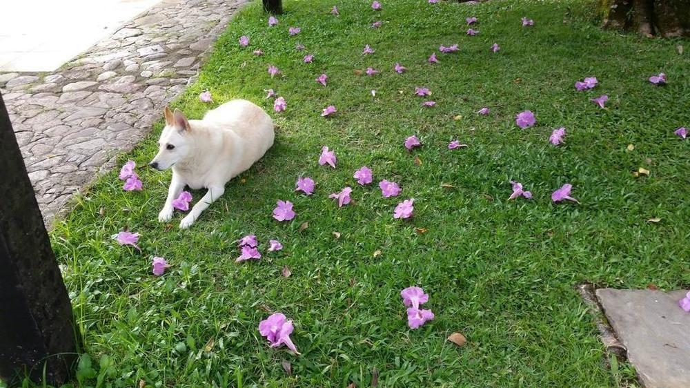 Pousada Pardieiro Parati Esterno foto